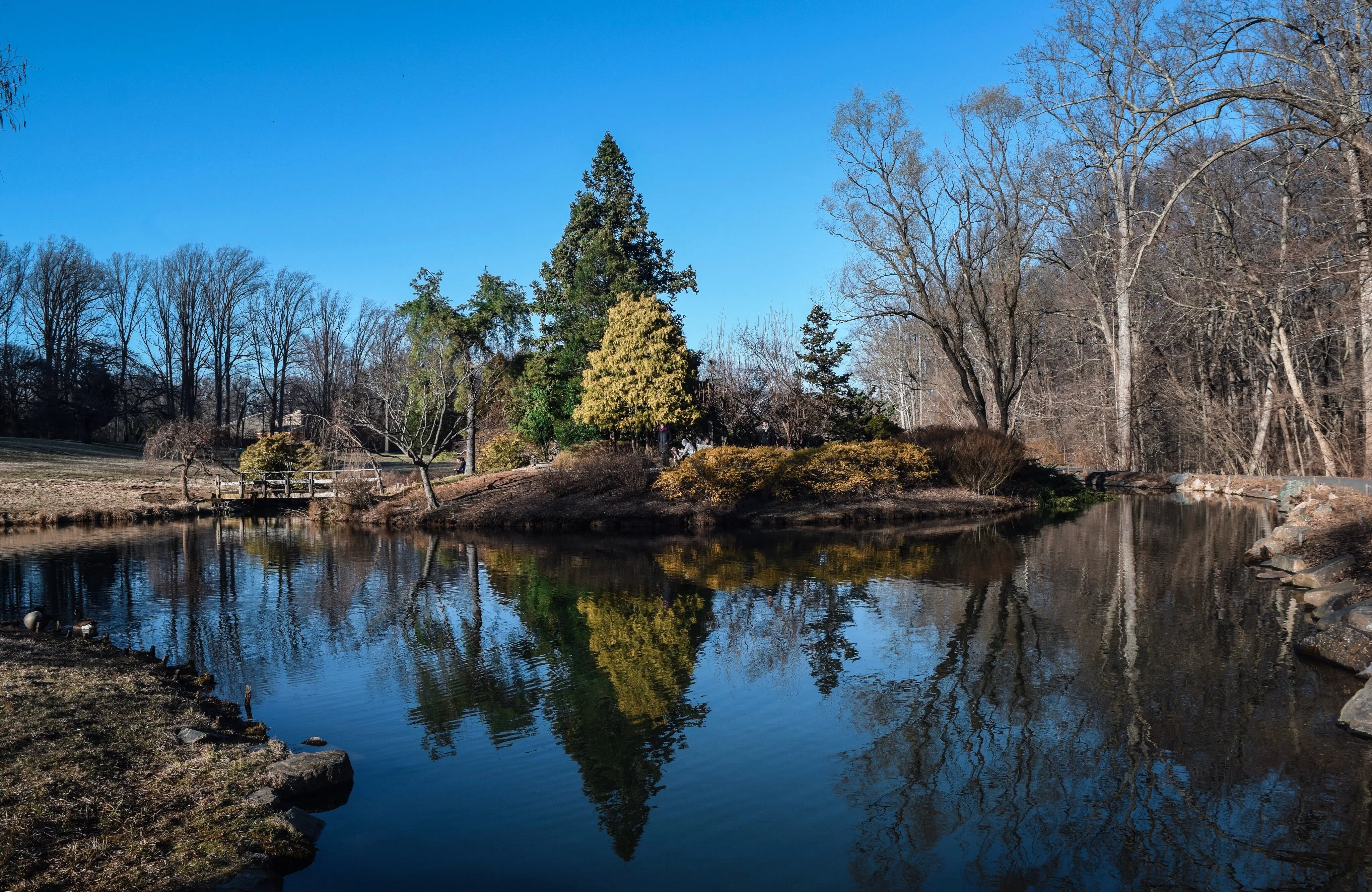 Trees reflected in a lake under a clear blue sky