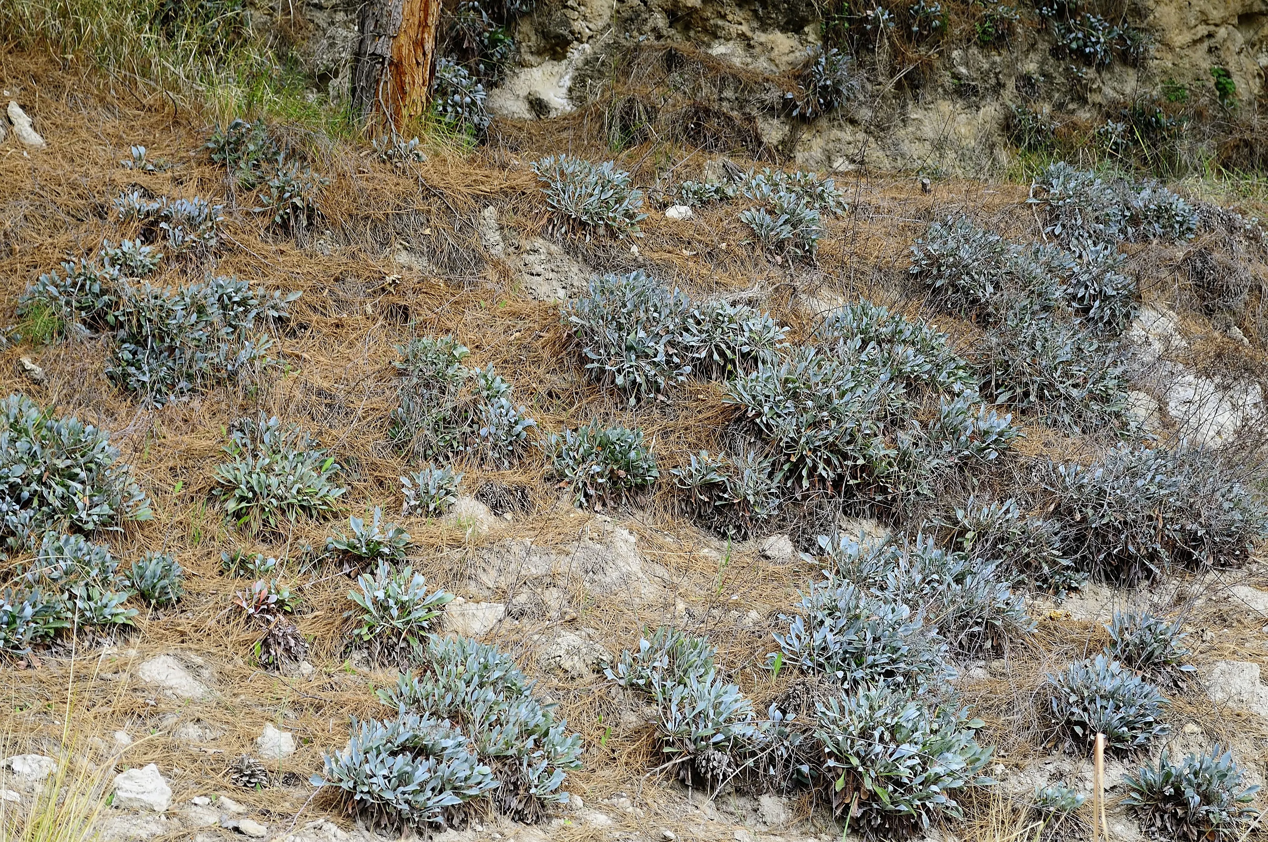Limonium alicunense belongs to a plant genus in the family Plumbaginaceae.