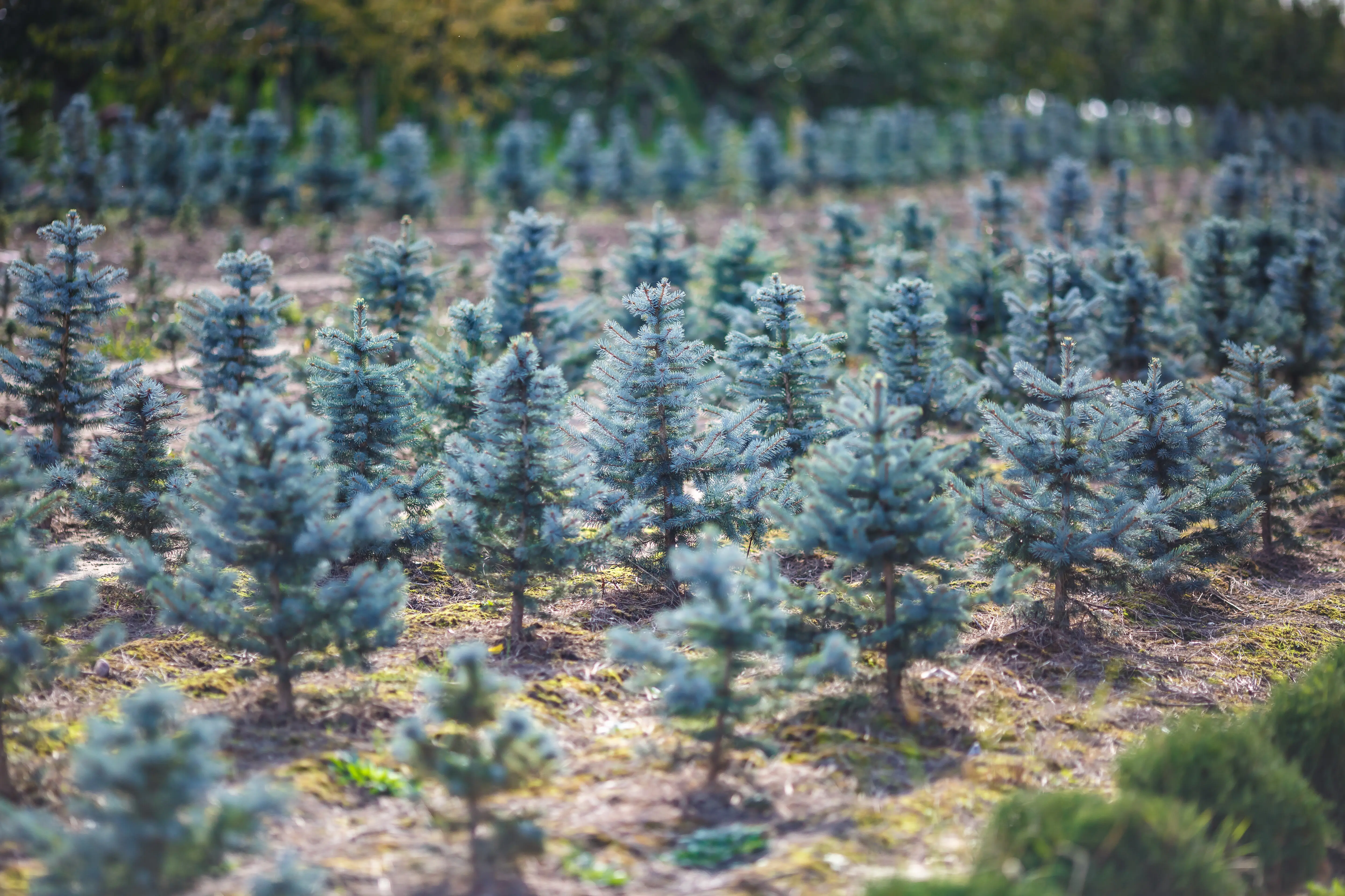Rows of young conifers inside a greenhouse on a plantation with many plants.