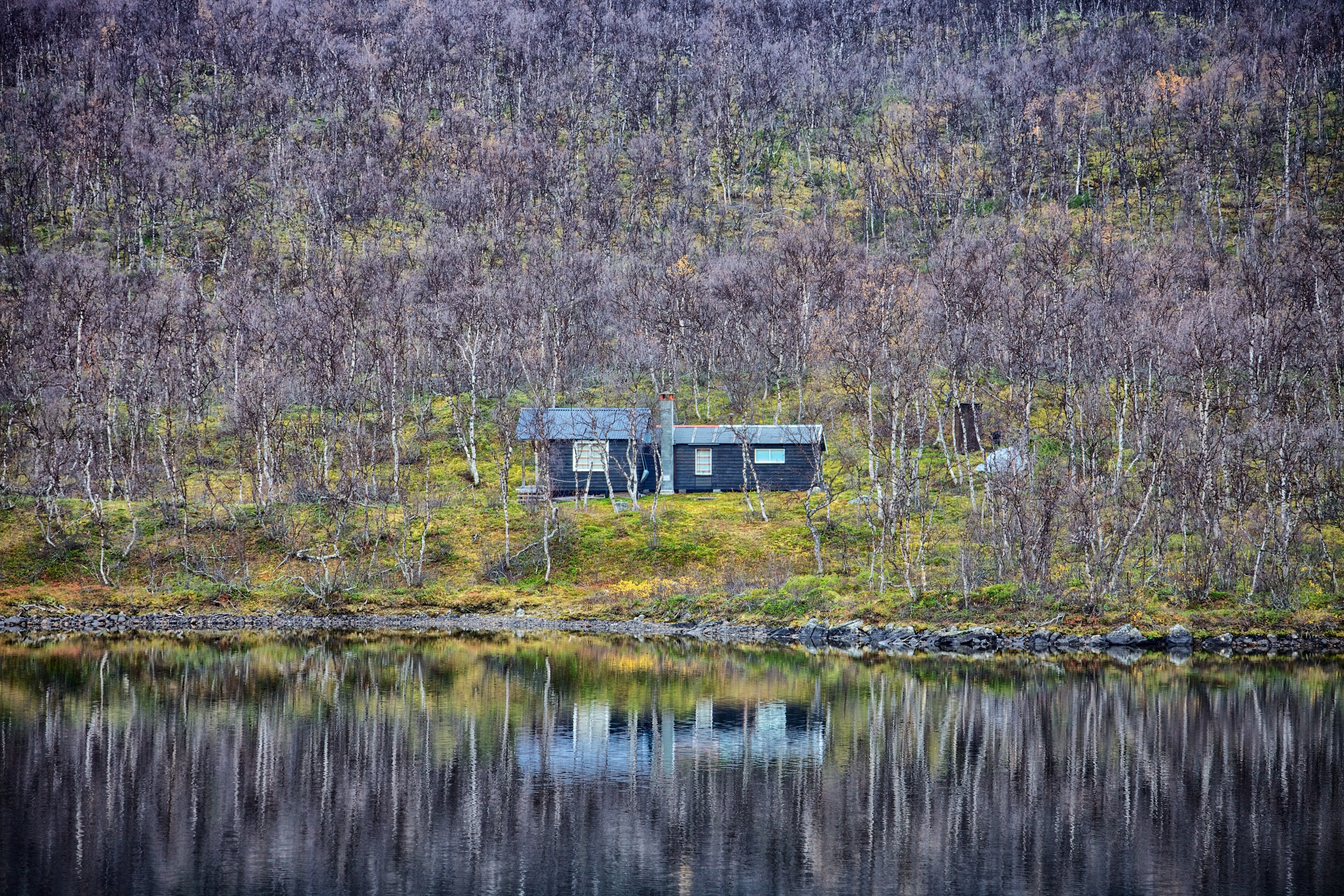 Trees reflected in a lake