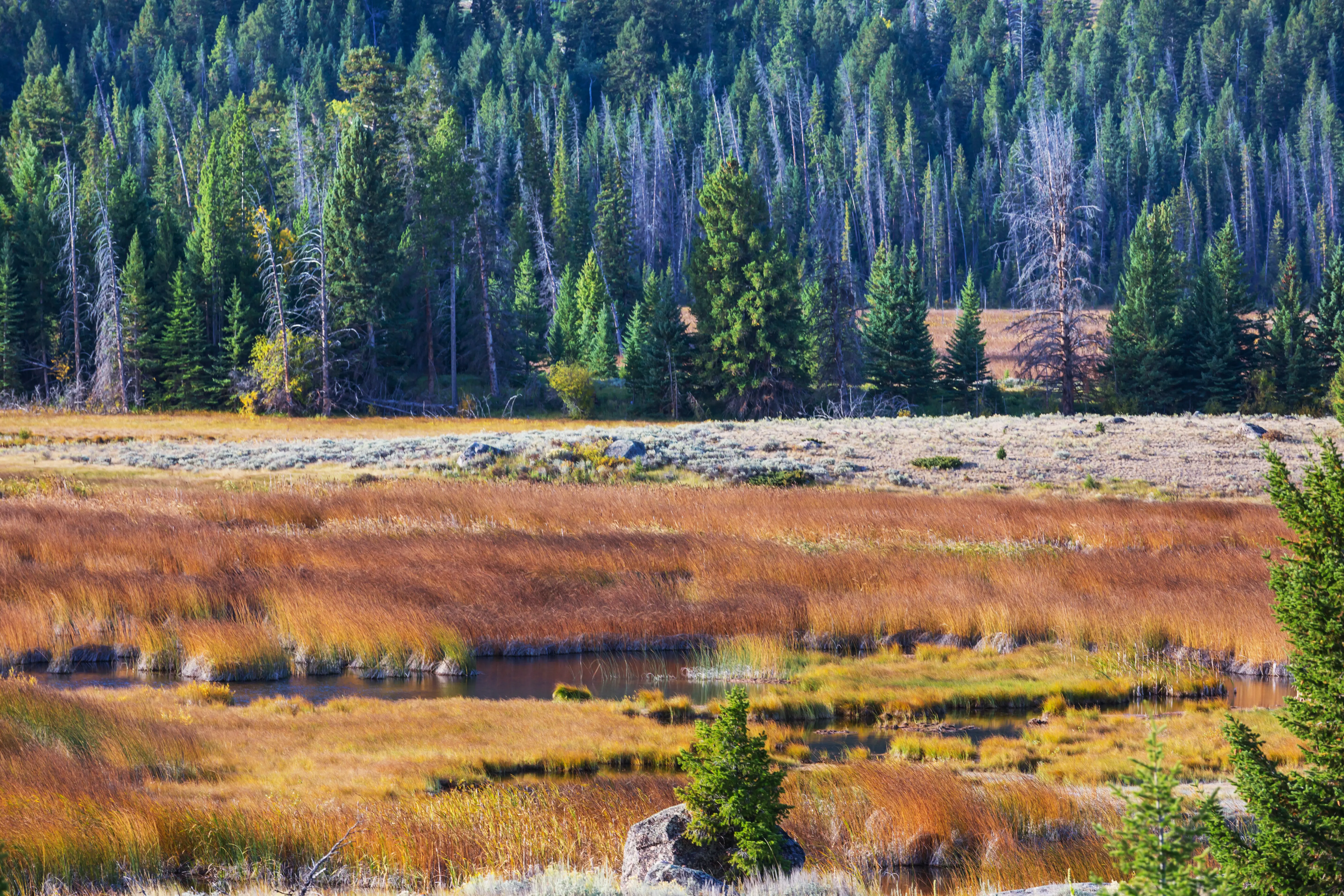 Sunlit autumn meadow.